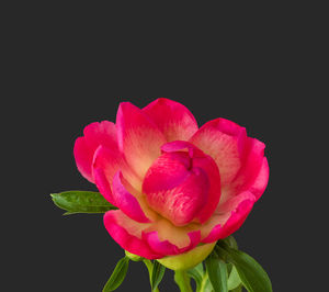 Close-up of pink rose against black background