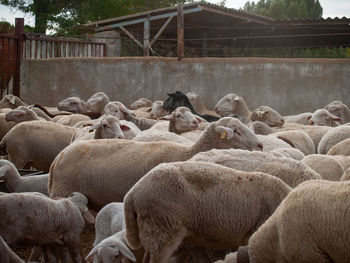 View of sheep in pen