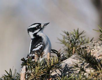 Close-up of bird perching on a tree