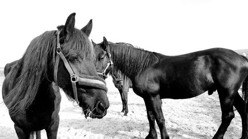 Close-up of horse against sky