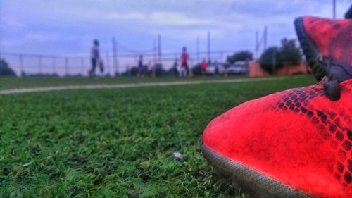 Close-up of grass on grassy field