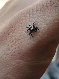 Close-up of insect on hand