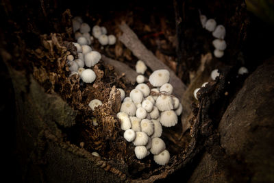 High angle view of mushrooms growing outdoors