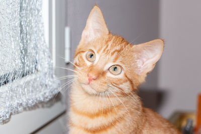 Close-up portrait of cat