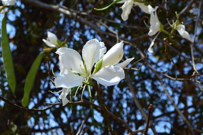 Close-up of white flowers