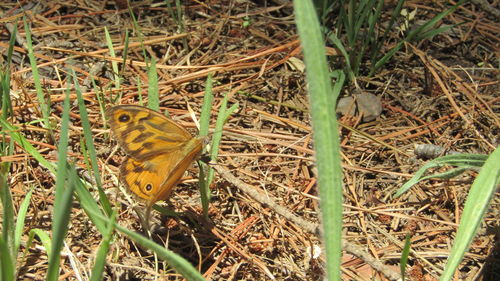 High angle view of butterfly on field