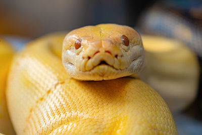 Close-up of bread on table