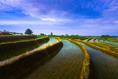 Scenic view of agricultural field against sky