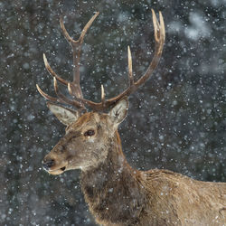 Stag during snow fall
