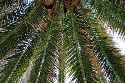 Low angle view of palm tree against sky