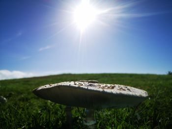 Mushroom growing on field against sky during sunny day
