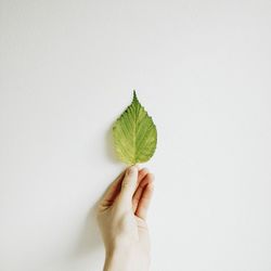 Cropped image of hand holding leaf over white background