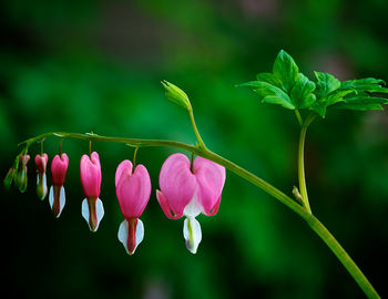 Close-up of pink flower