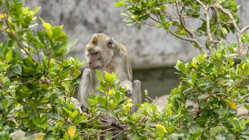 Monkey sitting on a tree