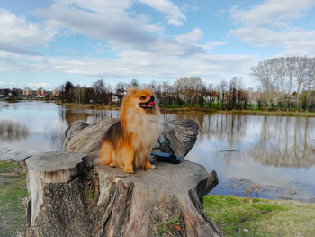 View of bird by lake against sky