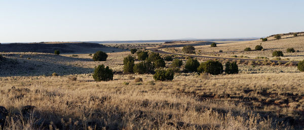 Scenic view of field against clear sky