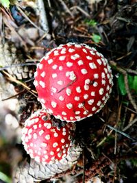 Close-up of fly agaric mushroom