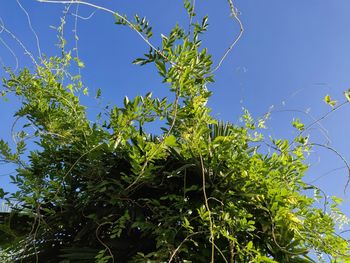 Low angle view of plants against blue sky