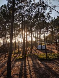 Scenic view of forest