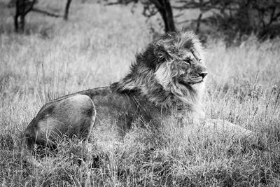 Mono male lion lies in long grass