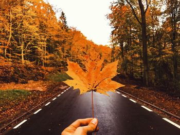 Close-up of hand by autumn trees in forest