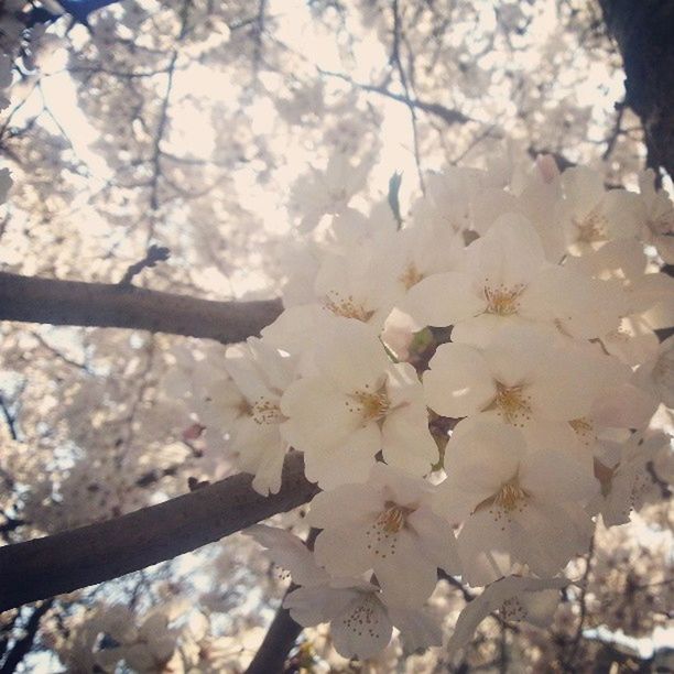 flower, freshness, fragility, growth, branch, tree, cherry blossom, beauty in nature, nature, blossom, petal, close-up, focus on foreground, low angle view, cherry tree, white color, in bloom, springtime, blooming, day