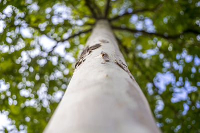 Low angle view of tree against blurred trees