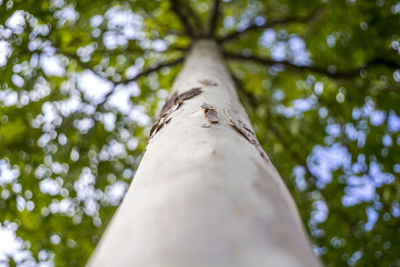 Low angle view of tree against blurred trees