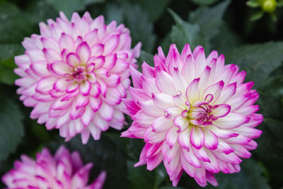 Close-up of pink dahlia