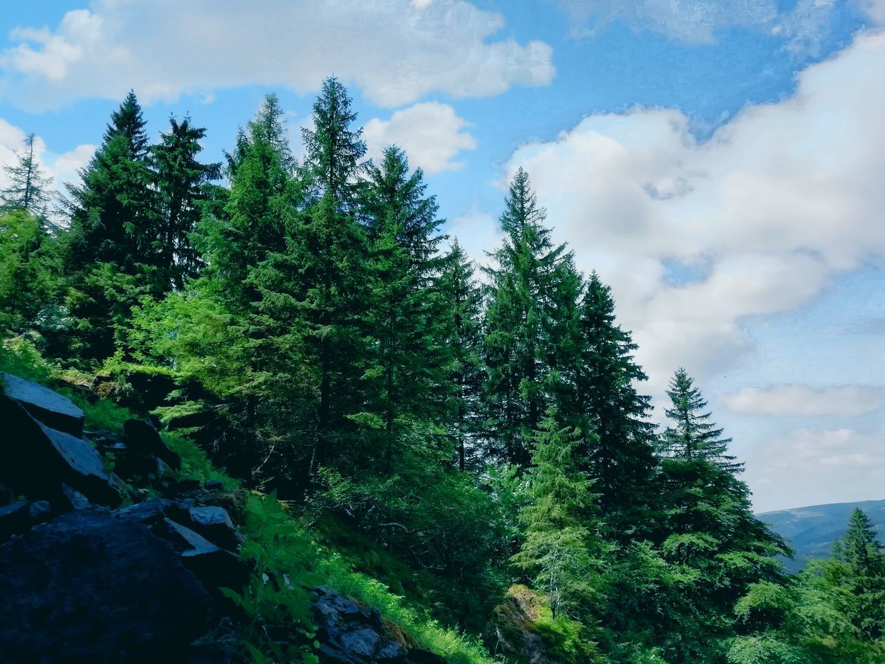 plant, cloud - sky, tree, sky, beauty in nature, growth, nature, tranquility, day, green color, forest, tranquil scene, scenics - nature, no people, non-urban scene, land, mountain, outdoors, low angle view, environment, coniferous tree