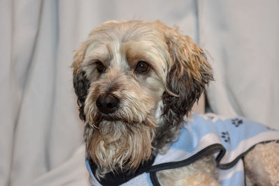 Close-up portrait of dog