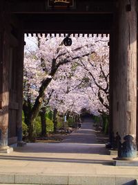 View of flowers and trees