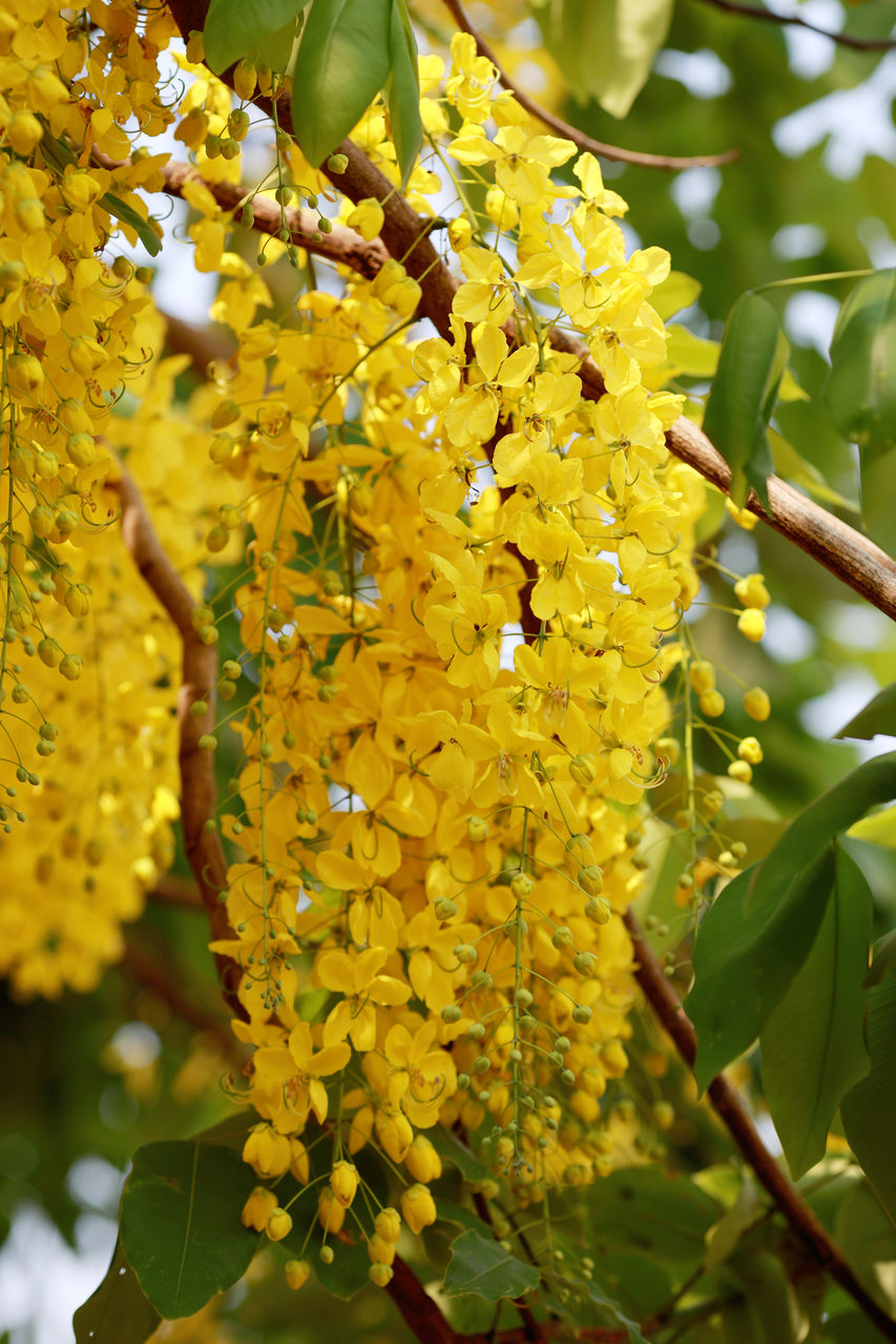 plant, leaf, plant part, yellow, growth, tree, nature, fruit, beauty in nature, flower, freshness, food, produce, food and drink, no people, flowering plant, close-up, healthy eating, branch, outdoors, day, focus on foreground, agriculture, hanging, green, shrub