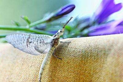 Close-up of insect