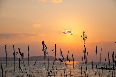Scenic view of sea at sunset
