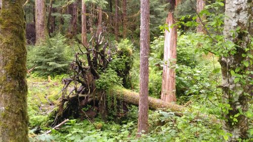 Scenic view of forest