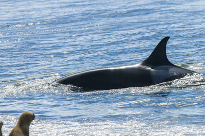 Close-up of swimming in sea