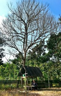 Bare trees on sunny day