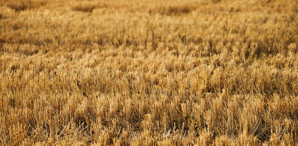 Full frame shot of wheat field