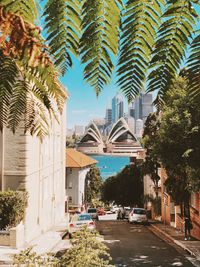 Palm trees and buildings in city