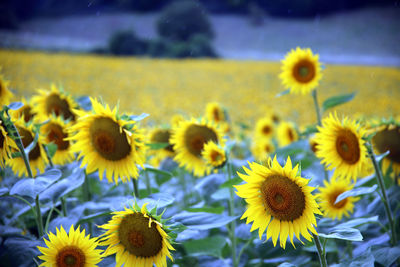 Close-up of sunflower on field