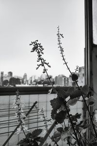 Close-up of flowering plants against sky