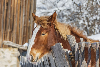 Close-up of a horse on wood