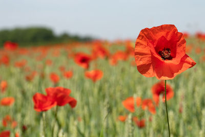 Close-up of red poppy flowers on field