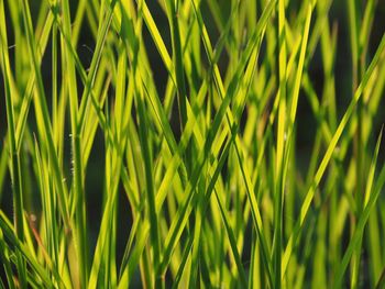 Full frame shot of fresh green plants