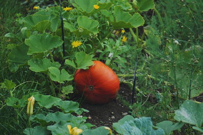 High angle view of vegetables on field