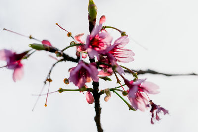 Close-up of pink cherry blossoms in spring