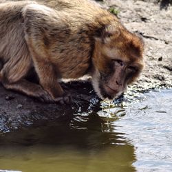 Portrait of barbary macaque drinking water from pond