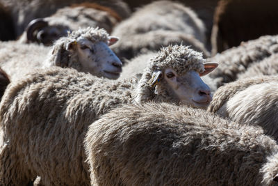 The sheep peacefully graze in the pen. a lot of beautiful lambs. the rays of the sun illuminate