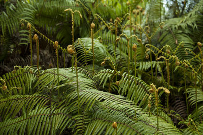 Close-up of palm tree in forest